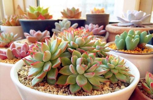 网友爆料多肉视频大全集,网友爆料，养肉秘籍大公开！  第3张